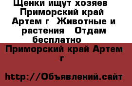 Щенки ищут хозяев - Приморский край, Артем г. Животные и растения » Отдам бесплатно   . Приморский край,Артем г.